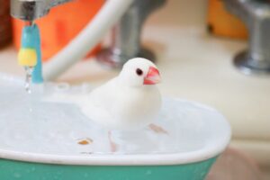 愛鳥の水浴びは水道水でしても良い？水浴びのポイント【水道職人：公式】